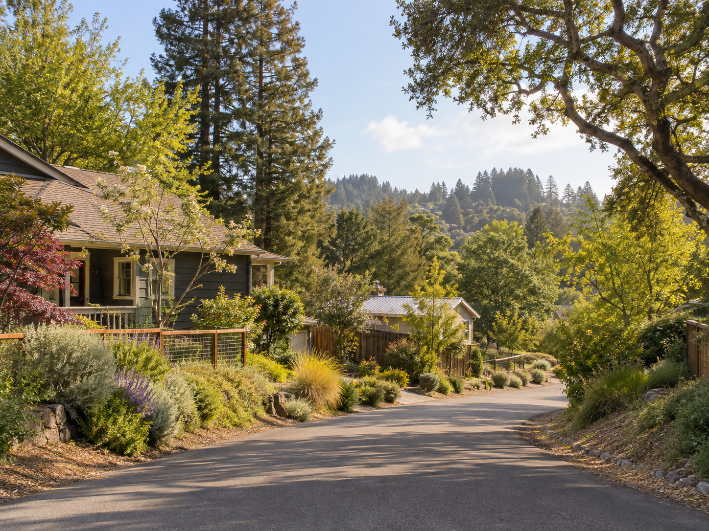 Bungalows, gardens, and redwood trees in a Sebastopol neighborhood