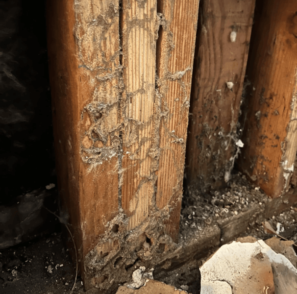 Termite